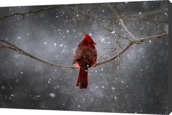 A Northern Cardinal sits on a tree branch in falling snow in the New York City suburb