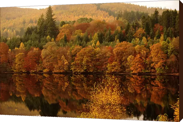 Autumn leaves are reflected in Loch Faskally Pitlochry, Perthshire, Scotland