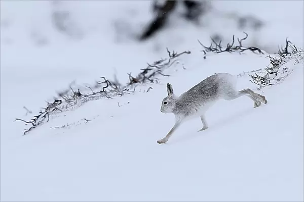 A mountain hare runs across the snow in the Cairngorm mountains near Glenshee in Scotland
