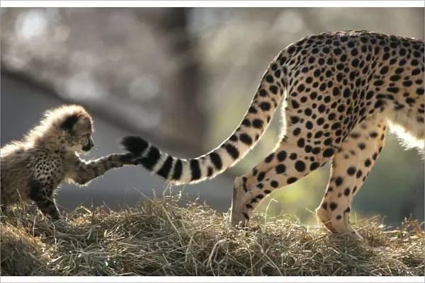A Cheetah cub plays with its mothers tail during their first showing at Washington Zoo