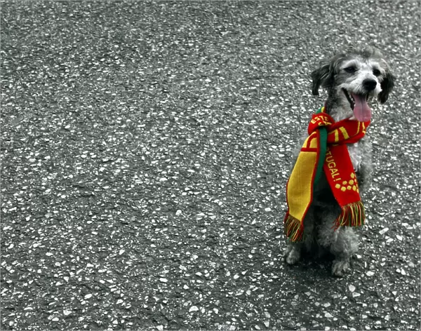 Dog dressed with scarf of Portugal national team stands on street after World Cup
