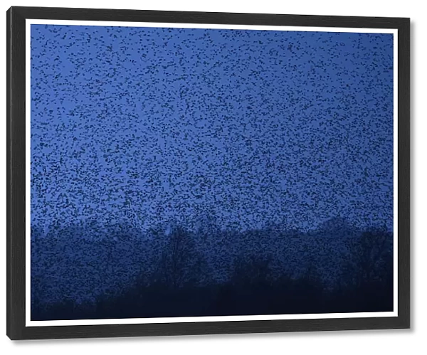 Thousands of starlings fly over marshes as they return to roost at dusk near Glastonbury