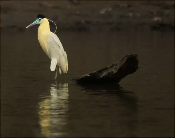 A capped heron is seen at the Maranon river in Perus Pacaya Samiria National Reserve