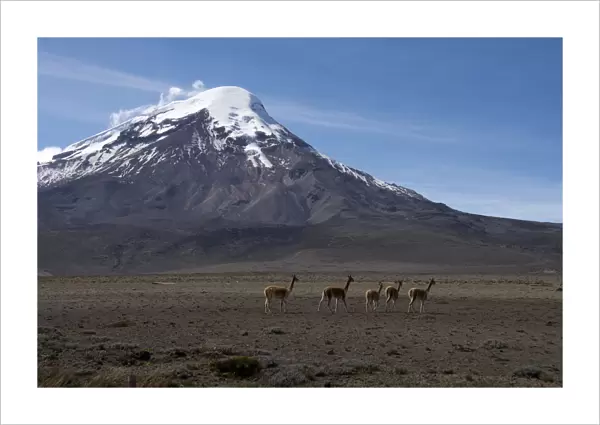 Llamas graze with Ecuadors Mount Chimborazo in the background