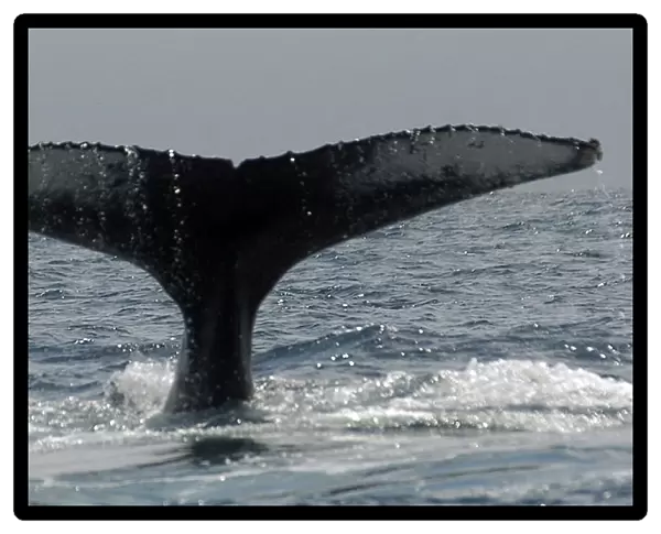 Tail of humpback whale is seen in the the sea of Manta