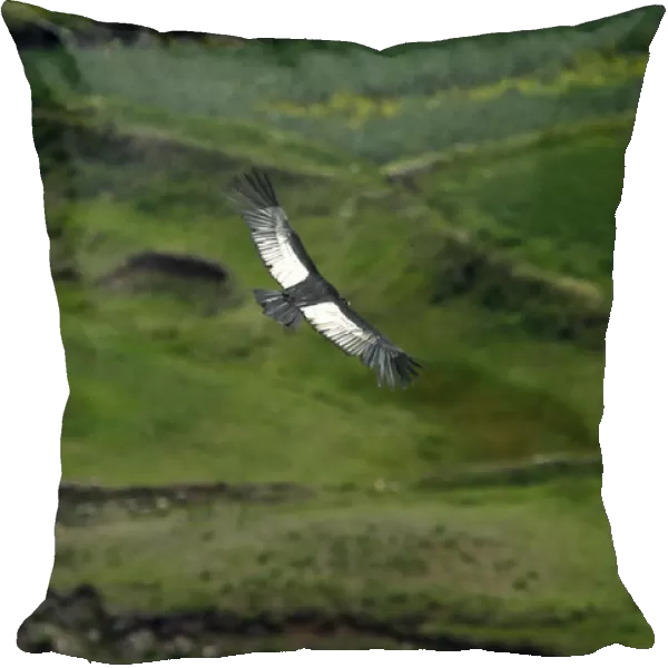 An Andean condor flies over the Colca canyon at the Colca valley in Arequipa