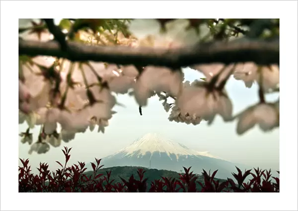 BEST QUALITY AVAILABLE JAPANs MOUNT FUJI IS SEEN BEHIND BLOOMING CHERRY BLOSSOMS IN FUJI
