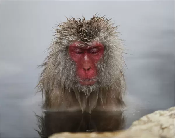 A Japanese Macaque soaks in a hot spring at a snow-covered valley in Yamanouchi town
