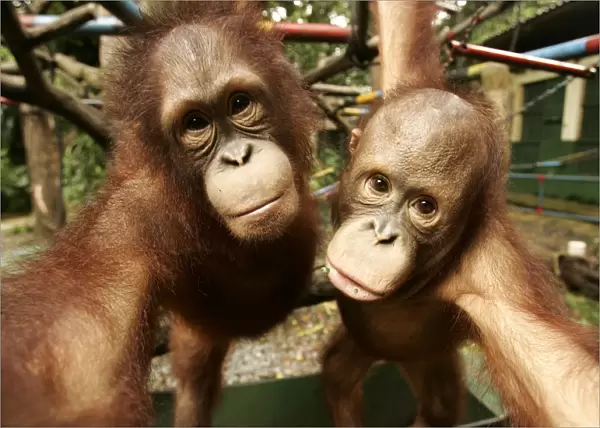 Two young orangutans play at Jakartas Ragunan zoo
