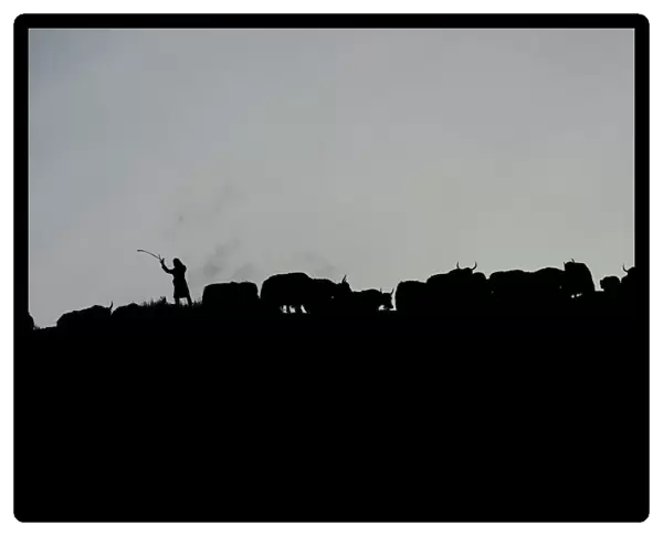 A Tibetan herder leads his yaks through a mountain in the Amne Machin range in Qinghai