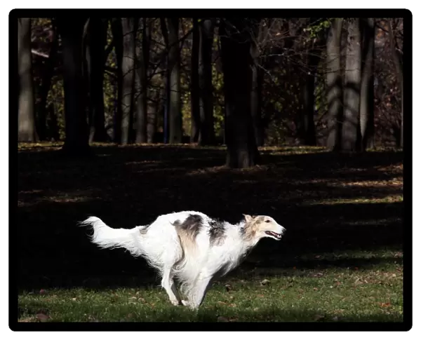 A Borzoi, known also as Russian wolfhound, runs in a park in Milan