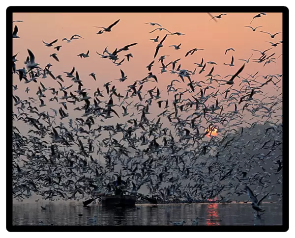 A man rides a boat as seagulls fly over the waters of the river Yamuna early morning
