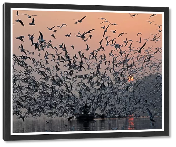 A man rides a boat as seagulls fly over the waters of the river Yamuna early morning