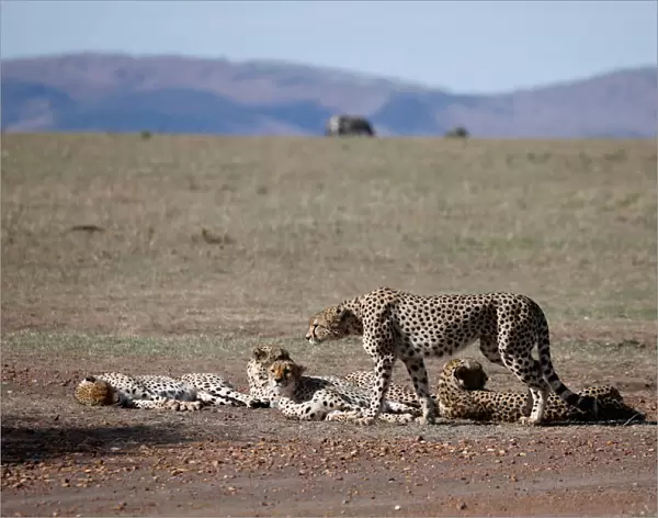 Four out of a pride of five male cheetahs are seen as they rest in the Msai Mara