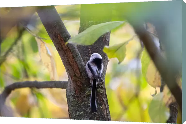 Long-tailed tit sits on a tree as autumn colours are seen on foliage in Minsk