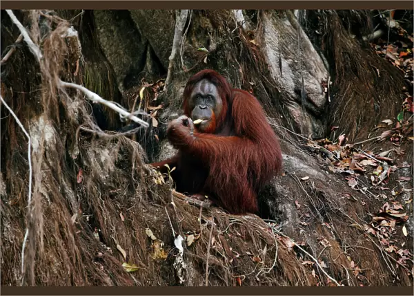 An orangutan is pictured at a pre-release island used by Borneo Orangutan Survival Foundation