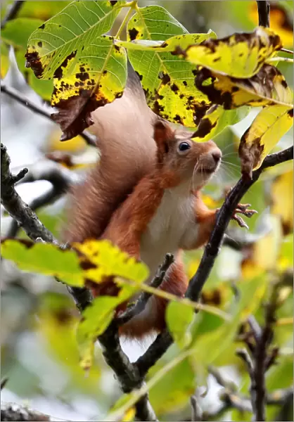 A red squirrel collects walnuts from a tree in Pitlochry, Scotland