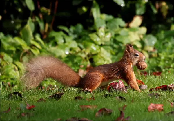 A red squirrel stockpiles walnuts in Pitlochry, Scotland