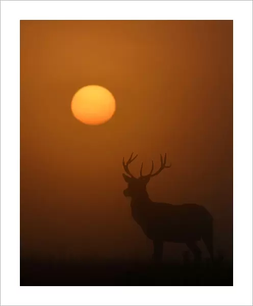A deer is seen with the sun rising behind at dawn in Richmond Park, west London, Britain
