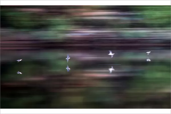 Birds fly over the Northern Dvina River outside the village of Verkhnyaya Toyma in