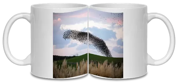A murmuration of migrating starlings fly in a group over a field near Kiryat Gat