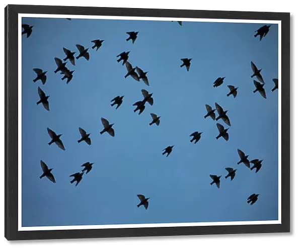 A murmuration of migrating starlings fly in a group near Kiryat Gat, southern Israel