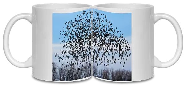 A murmuration of of Starlings fly at dusk over the Piermont Marsh along the Hudson