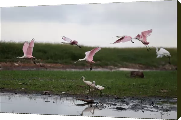 Roseate Spoonbills are seen on the shores of the Paraguay River, in Ita Enramada