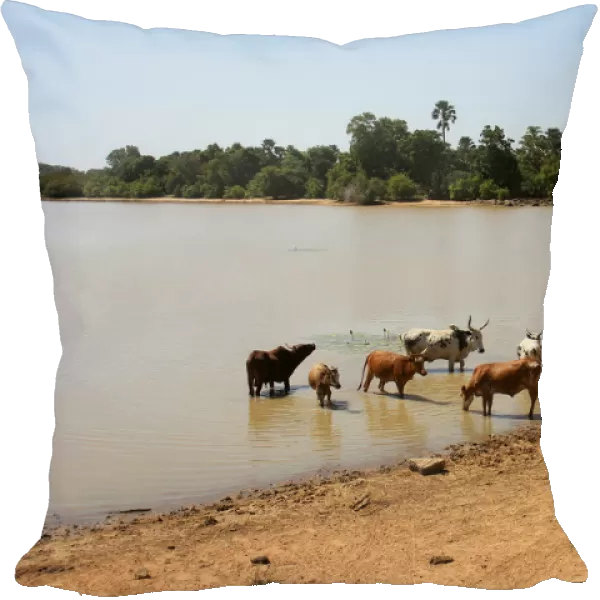 Cattle drink water from Lake Wegnia, in Sahel region of Koulikoro