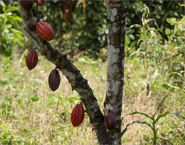Cocoa pods are seen at a cocoa farm in Azaguie