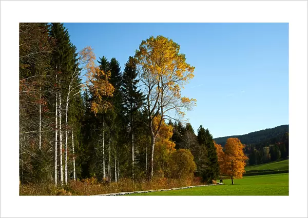 People enjoy a sunny autumn day in the Valley de Joux near Le Chenit