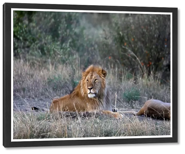 A male lion lays near a female after mating in the Msai Mara National Reserve