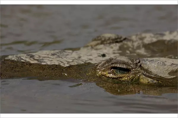 A large crocodile is seen in the Tarcoles River, a river with one of the highest