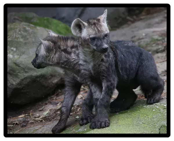 Two Mexican hyena cubs are seen during a media tour in Chapultepec Zoo in Mexico City