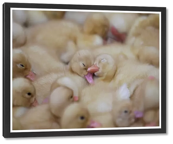 Ducklings are seen at a farm in Jiaxiang county