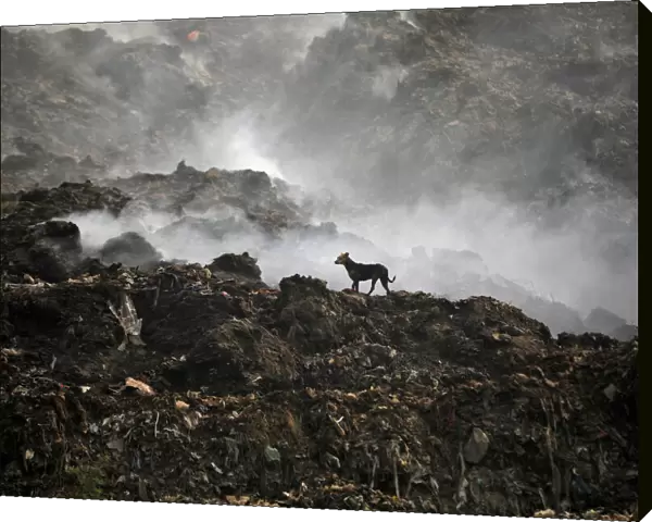 A stray dog stands as smoke billows from a burning garbage dump on outskirts of Ahmedabad