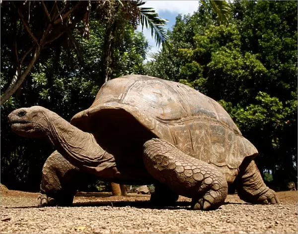 An Aldabra giant tortoise looks at visitors at the La Vanille Nature Park in Riviere des