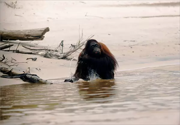 An orangutan is pictured at a pre-release island used by Borneo Orangutan Survival