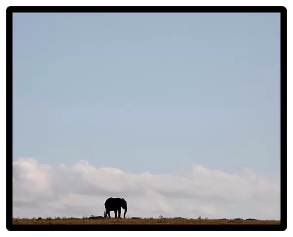 An elephant walks through the Msai Mara National Reserve