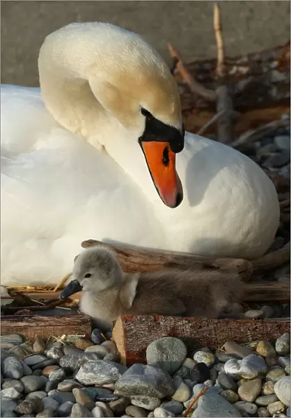 A newly born cygnet falls in front of its pen, by the female swan