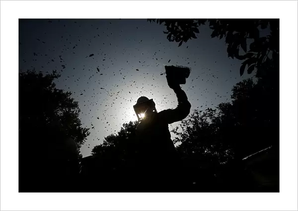 Palestinian beekeeper uses smoke to calm bees in the process of collecting honey at a