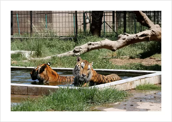 Siberian tigers bathe in a pool to cool down at Al Zawra zoo in Baghdad