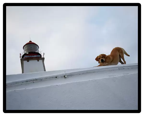 A dog guards the lighthouse of Berlenga Island near Peniche