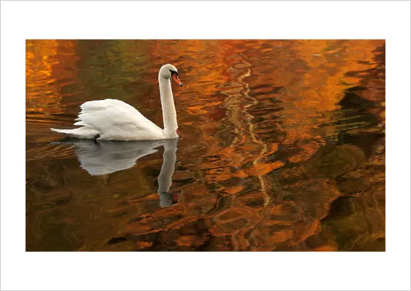 A swan paddles through the reflected autumnal colours on Loch Faskally Pitlochry