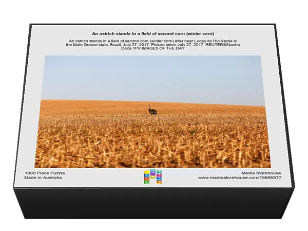 An ostrich stands in a field of second corn (winter corn