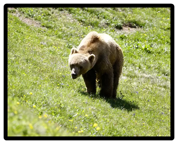 Bear Napa walks on a meadow at the Arosa Baerenland sanctuary in the mountain resort of