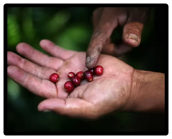 Recently-harvested coffee fruits are pictured at a plantation in Tepezonapa