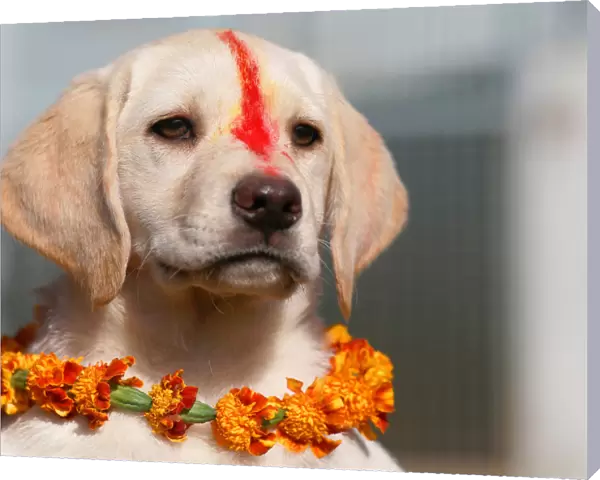 A puppy with Sindoor vermillion powder on its forehead