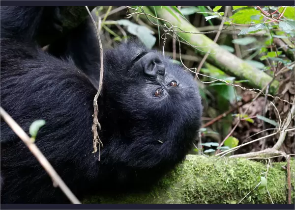 An endangered high mountain gorilla from the Sabyinyo family plays inside the forest
