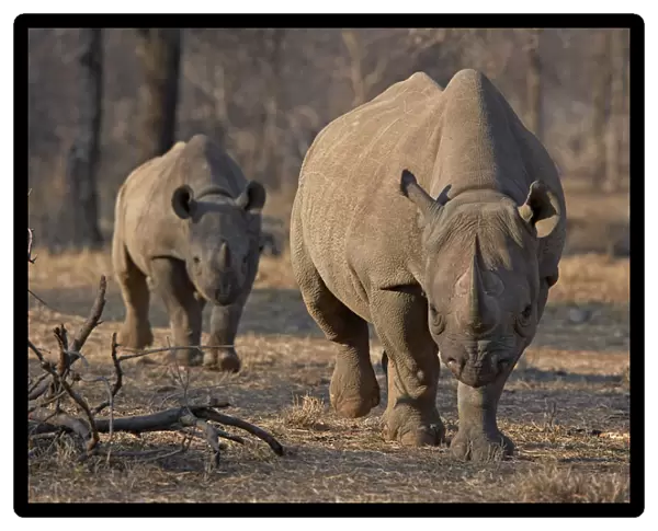 An endangered east African black rhino and her young one walk in Tanzanias Serengeti